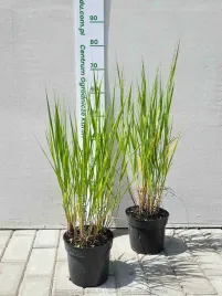 proso-rozgowate-buffalo-green-c2-zielone-liscie-kompaktowe