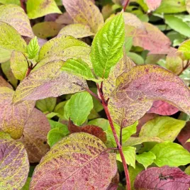 deren-swidwa-anny-winter-orange-c2-60-80cm-pedy-pomaranczowe-na-zime