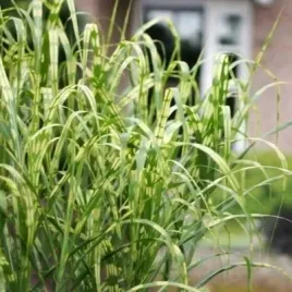 miskant-olbrzymi-alligator-c2-xl-ozdobne-liscie-dwukolorowe