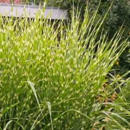 miskant-chinski-strictus-c2-pasiaste-liscie-sztywny-wyprostowany