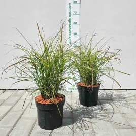 miskant-chinski-cute-one-c2-niski-kompaktowy-fontannowy