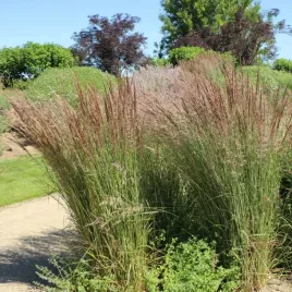 trzeslica-modra-moorhexe-c2-kompaktowa-niebieskozielona-molinia