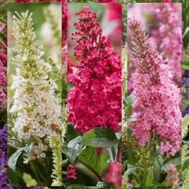 budleja-trojkolorowa-butterfly-candy-pink-ruby-white-tricolor-c2-xl