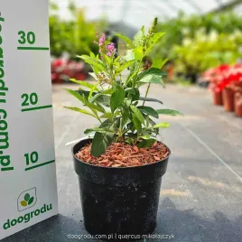 budleja-butterfly-candy-little-pink-c2-karlowa-jasno-rozowa-xl-miododajne