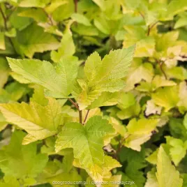 pecherznica-darts-gold-c2-50-60cm-zolta-ozdobny-lisc-kompaktowa