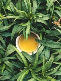 sencha-bio-zielona-herbata-japonska-lisciasta-ekologiczna-or-premium-250g