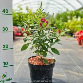 budleja-butterfly-candy-little-ruby-c2-niska-ciemno-rozowa-xl-miododajne