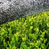 herbata-japonska-sencha-tradycyjna-stan-nowy