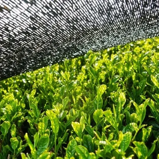 herbata-japonska-sencha-tradycyjna
