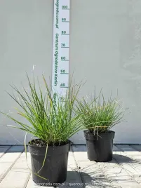 rozplenica-japonska-little-bunny-c2-miniaturowa-do-donic