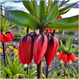 szachownica-imperialis-rubra-fritillaria-cebulki-10-szt-prezent