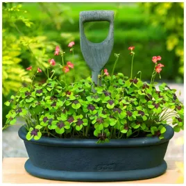 szczawik-czterolistny-oxalis-deppei-cebulki-25-szt-prezent