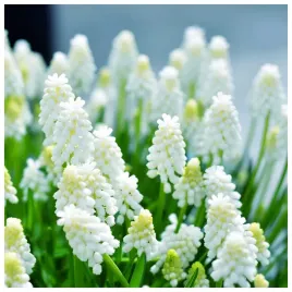 muscari-szafirek-bialy-siberian-tiger-cebulki-10-szt-prezent
