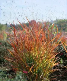 proso-rozgowate-rehbraun-c2-brazowoczerwone-klosy-jesienia