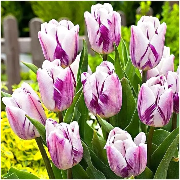 TULIPAN cebulki KLASYCZNY BIAŁO FIOLETOWY WHITE-PURPLE 50 szt. + GRATIS