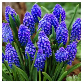 muscari-szafirek-armenski-cebulki-200-szt-prezent