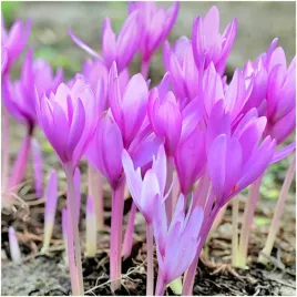 zimowit-cebulki-jesienny-lilac-bedder-5-szt-gratis