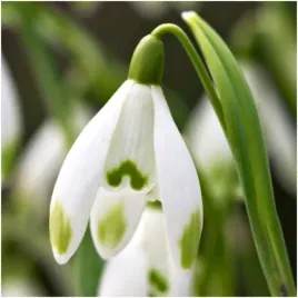 sniezyczka-przebisnieg-galanthus-woronowii-cebulki-10-szt-prezent