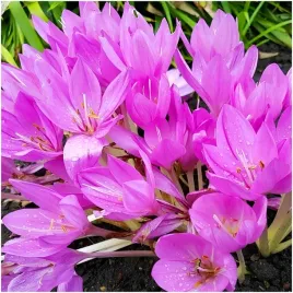 zimowit-cebulki-jesienny-colchicum-giant-duze-kwiaty-10-szt-gratis