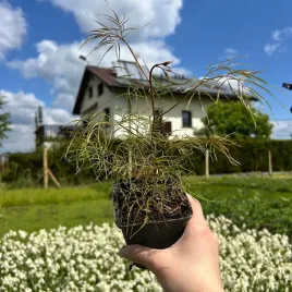 parzydlo-lesne-kneiffii-niezywkle-wytrzymala-roslina-sadzonki-05l