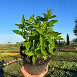 hortensja-bukietowa-limonkowa-limelight-duze-sadzonki-3l-duze-kwiatostany