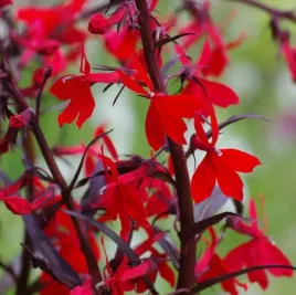 lobelia-queen-victoria-sadzonki-04l-wieloletnia-purpurowe-liscie