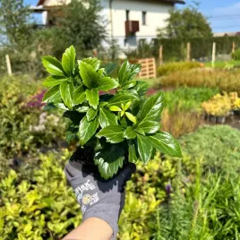 runianka-japonska-terminalis-niezniszczalna-roslina-sadzonki-05l