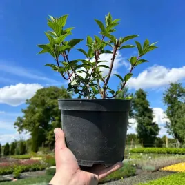 hortensja-bukietowa-vanille-fraise-wieloletnia-dlugokwitnaca-sadzonki-c3