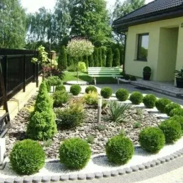 tuja-thuja-danica-sama-rosnie-w-kulke-sadzonka-2l