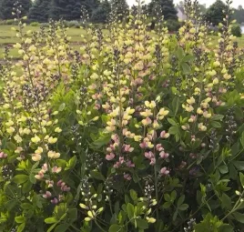 baptysja-baptisia-dlugowieczna-pink-lemoniade-sadzonki-04l