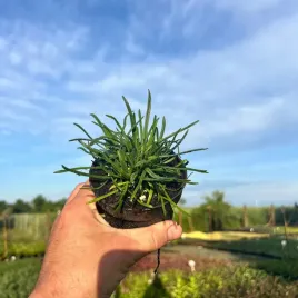 zawciag-nadmorski-bialy-sadzonka-04l-kompaktowa-roslina-okrywowa