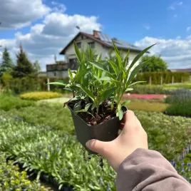 aster-krzaczasty-rozowy-sadzonki-04l-wieloletnia-dlugo-zdobi-ogrod