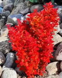 berberys-orange-ice-pomaranczowy-mrozoodporny-sadzonki-04l