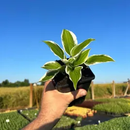 hosta-patriot-duza-sadzonka-1l-p12-duze-liscie-z-bialym-obrzezeniem