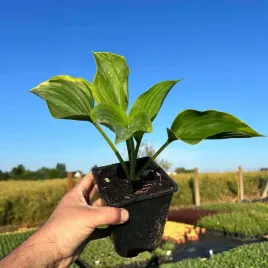 funkia-hosta-wu-la-la-sadzonka-1l-do-cienistych-zakatkow-ogrodu