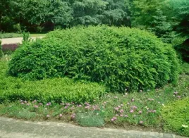 berberys-brodawkowaty-verruculosa-zimozielony-sadzonki-04l