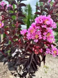 lagerstroemia-black-diamond-shell-pink-sadzonka-p12-rzadkosc-liscie-bordowe
