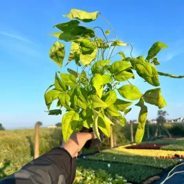 nandina-fire-power-sadzonka-1l-do-donic-kolorowe-liscie-przez-caly-rok