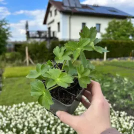 jarzmianka-biala-wieksza-astrantia-major-sadzonka-04l-na-cieniste-rabaty