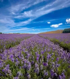 10x-lawenda-wieloletnie-sadzonki-odmiana-hidcote-blue-fioletowa-04l