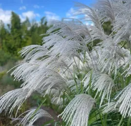 miskant-chinski-memory-trawa-ozdobna-40cm-duza-sadzonka-1l