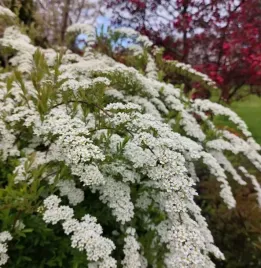 tawula-szara-norweska-na-zywoplot-i-do-donicy-duze-sadzonki-1l