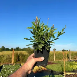 gaura-graceful-white-duza-sadzonka-1l-piekna-ozdoba-slonecznych-rabat