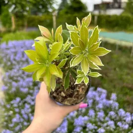 pieris-japonski-flaming-silver-sadzonka-04l-przebarwia-liscie