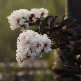 lagerstroemia-indyjska-biala-pure-white-sadzonka-1l-p12-kwitnie-cale-lato