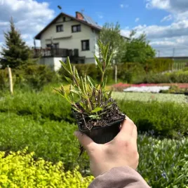 werbena-patagonska-sadzonki-05l-dlugokwitnaca-szybkorosnaca