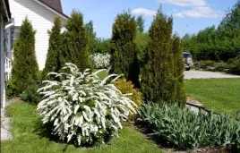 10x-tawula-szara-norweska-spiraea-grefsheim-mrozoodporna-duza-sadzonka-05l