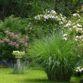 miskant-chinski-gracillimus-najchetniej-kupowany-sadzonki-04l