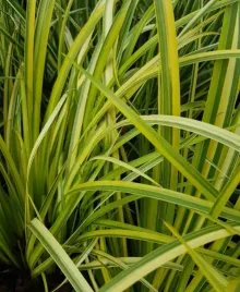 tatarak-trawiasty-ogon-zielono-zlocista-trawa-sadzonka-p9