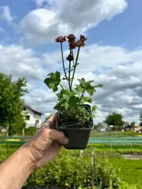 jarzmianka-bordowa-wieksza-moulin-rouge-sadzonki-04l-latwa-w-uprawie